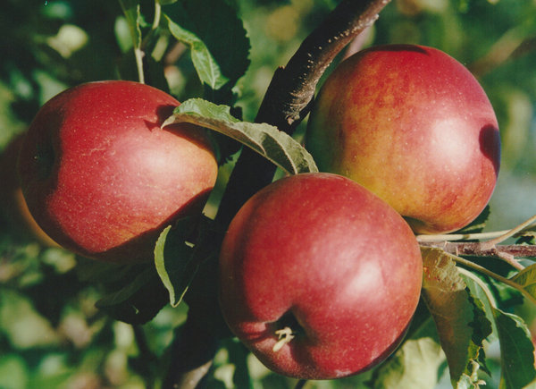 Apfel Hanna - Neue Ernte, Baden-Würtemberg - demeter